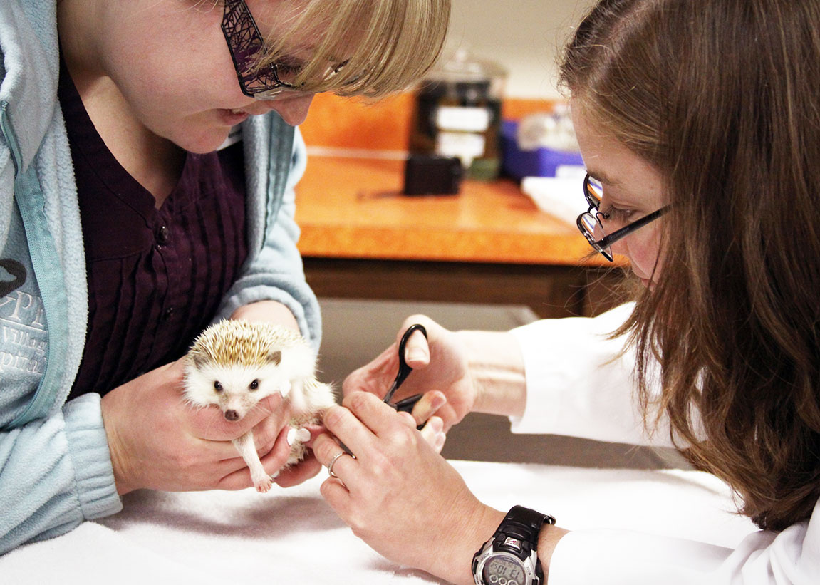 Carousel Slide 3: Glenwood Small Animal Veterinarian