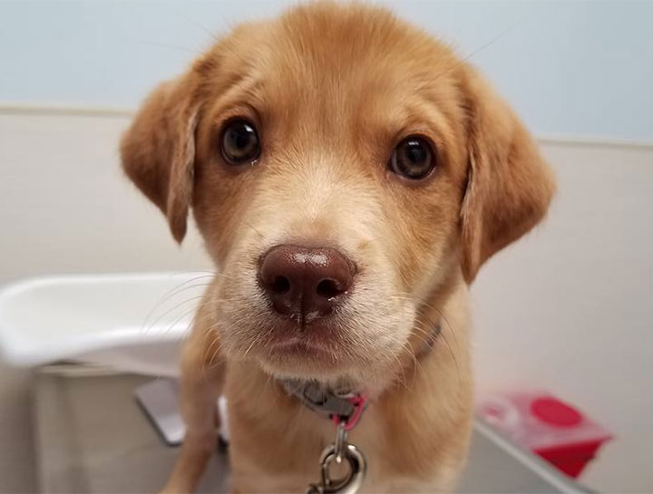 Adopt a Pet From a Local Shelter, Get a Free 1st Exam!