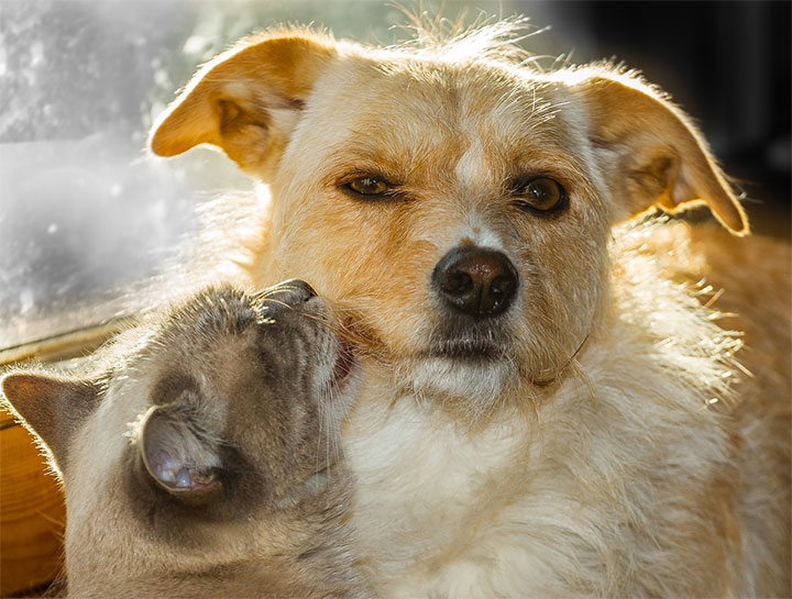 $city Veterinarians Dog & Cat Care