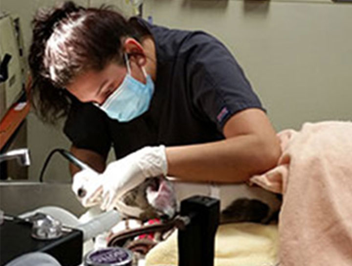 Preventive Dental Care