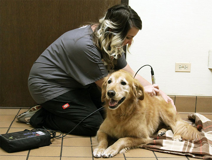 Laser Therapy for Dogs